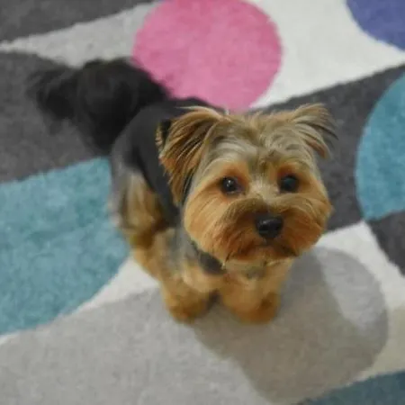 Apartment Dekart 2 *