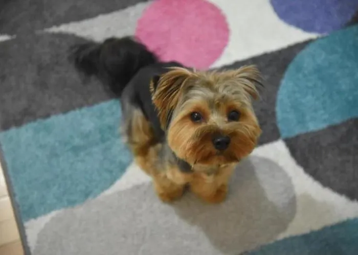 Апартаменты Dekart 2 *